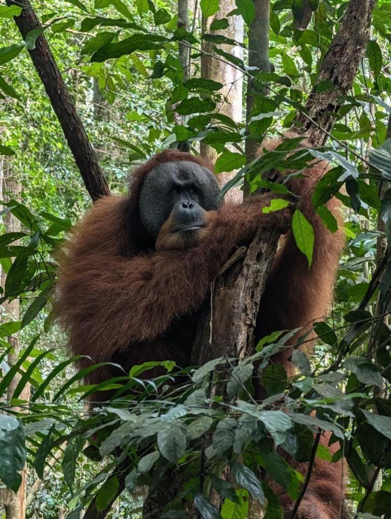 Bukit Lawang Landak River Guest House Exterior foto