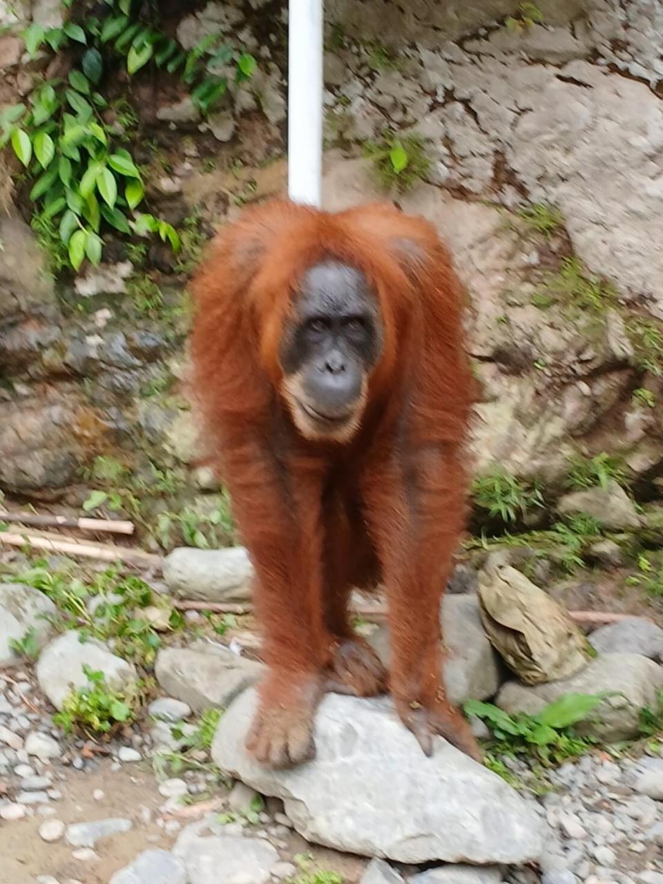 Bukit Lawang Landak River Guest House Exterior foto