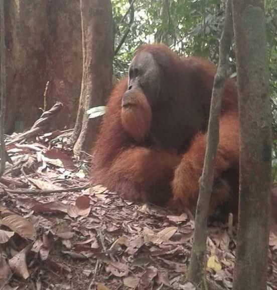 Bukit Lawang Landak River Guest House Exterior foto