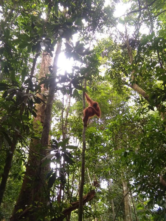 Bukit Lawang Landak River Guest House Exterior foto