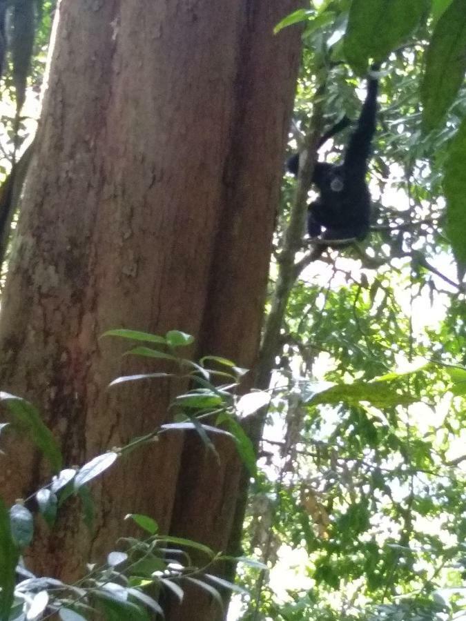 Bukit Lawang Landak River Guest House Exterior foto